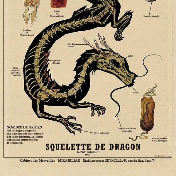 Dragon skeleton / Dragon skeleton print - Deyrolle cabinet of curiosities poster by the artist Camille Renversade