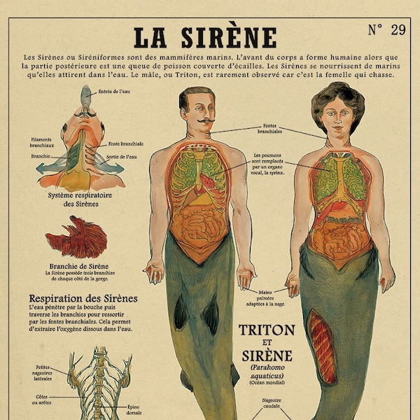 La Sirène - Affiche cabinet de curiosités Deyrolle par l'artiste Camille Renversade