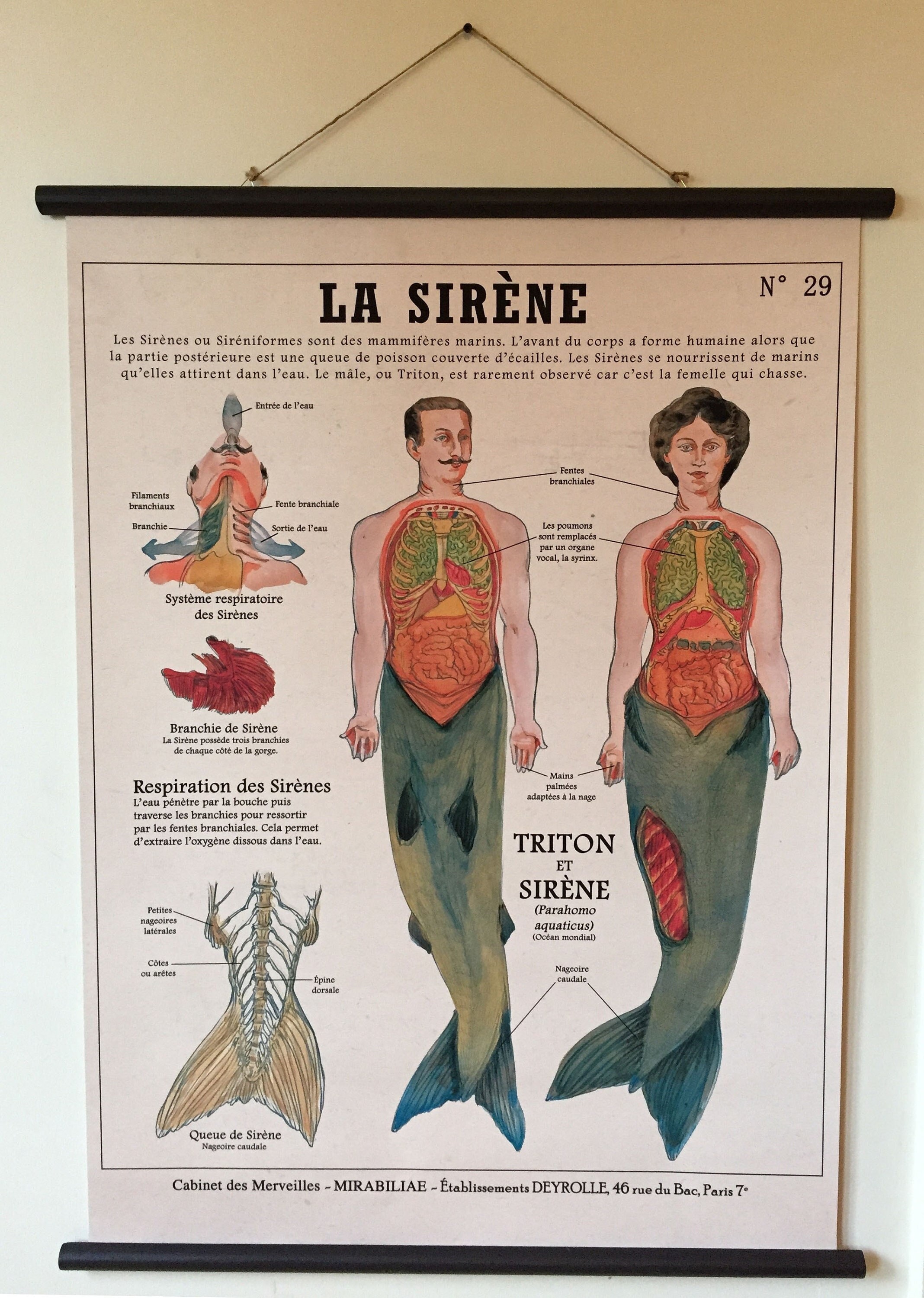 Very large Plate THE SIRENE (80X100 cm) Fantastic Creatures Deyrolle