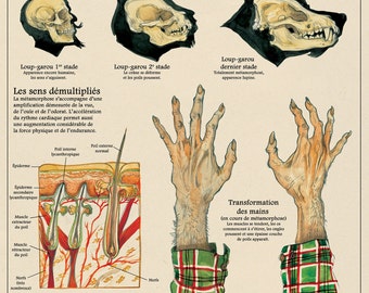 The werewolf / werewolf print - cabinet of curiosities by the artist Camille Renversade Deyrolle poster
