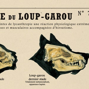 The Werewolf N. 78 Deyrolle poster by the artist Camille Renversade image 2