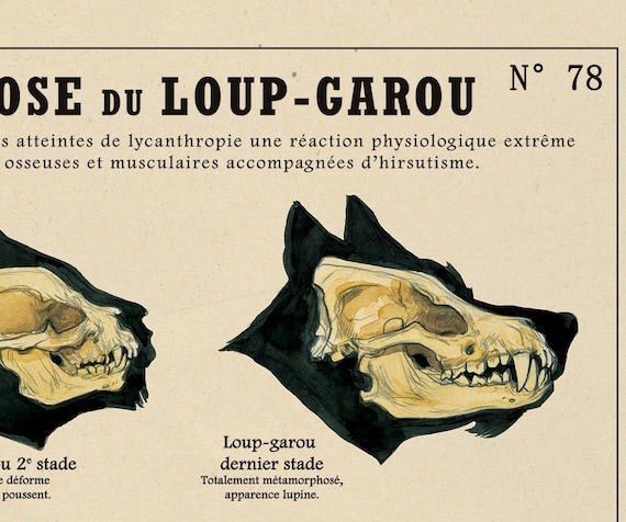 Le Loup Garou N 78 Deyrolle Poster By The Artist Camille Etsy