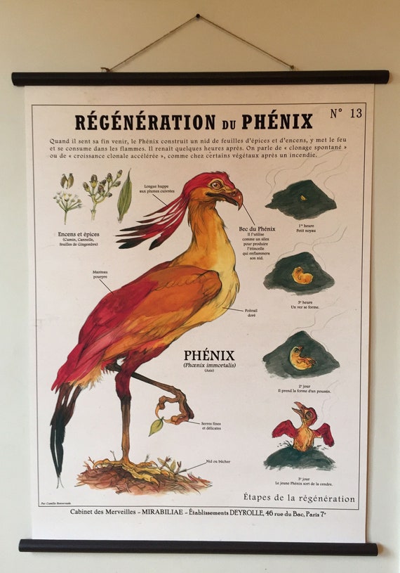 Large Board the PHENIX (60X80 Cm) 