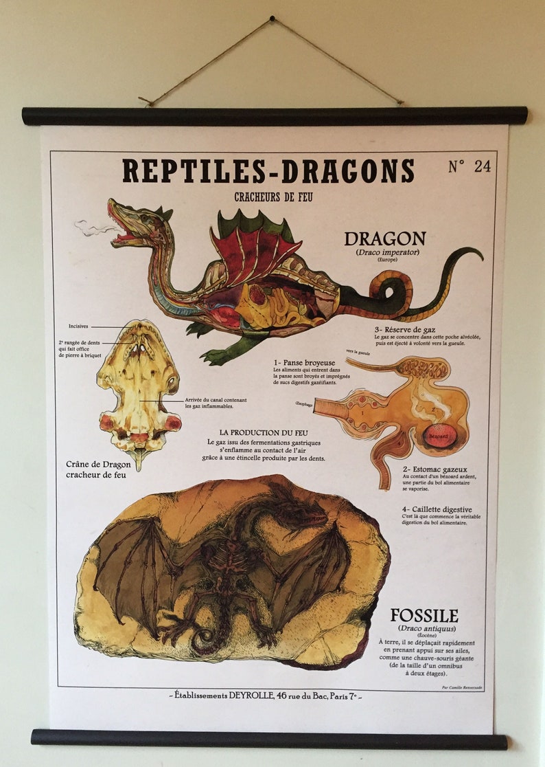 Large Board THE DRAGON (60X80 cm) "Fantastic Creatures Deyrolle" - dral. regionlima.gob.pe