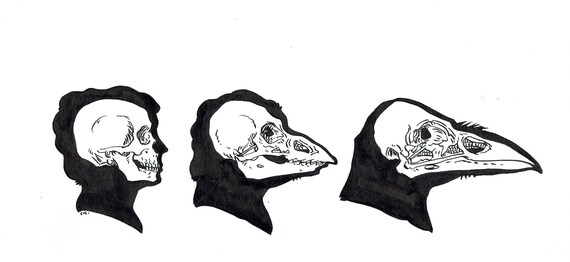 Dessin Original La Femme Oiseau Métamorphoses Deyrolle Par Camille Renversade