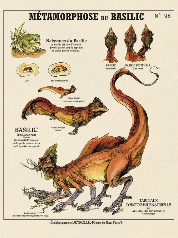 MÉTAMORPHOSE du BASILIC - Affiche créatures fantastiques Deyrolle