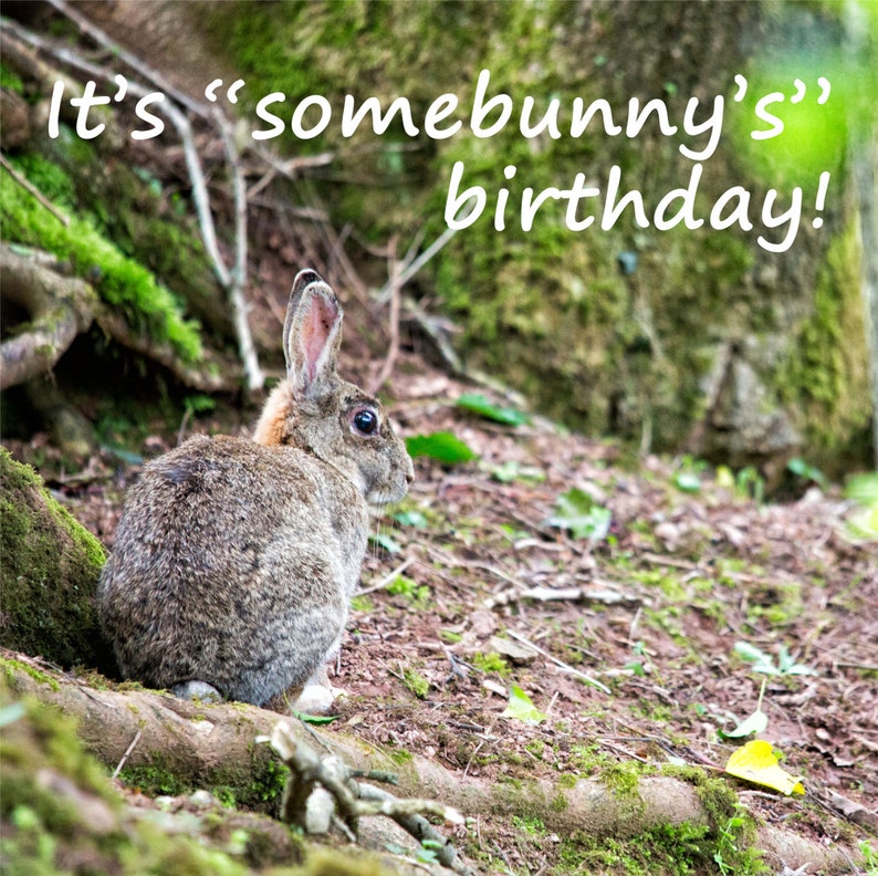 Kaninchen Hase Geburtstagskarte lustig Spruch Karte Etsy