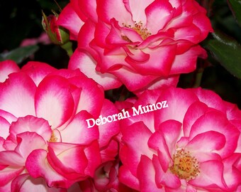 Pink Blooms