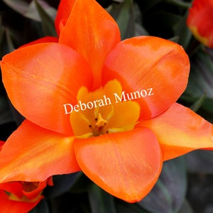 Orange bloom