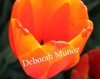 Beautiful Orange Tulip