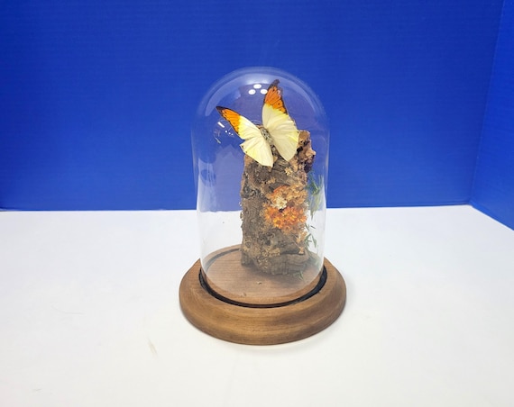 Vintage Orange Wingtip Butterfly Specimen on Log Under Glass Cloche
