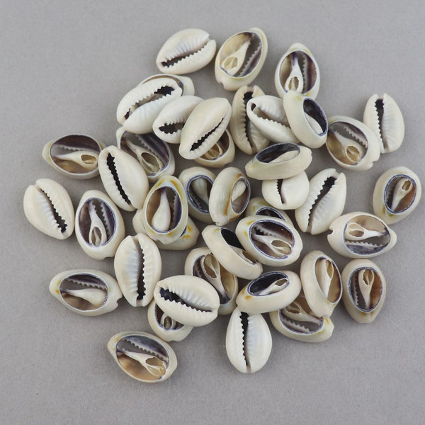 Cowrie Shells Sliced Mixed 40 Shells SHELL-90