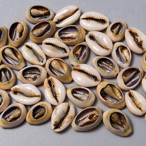 35 Old Money Cowry Shells. Vintage African Cowries. Shell-50