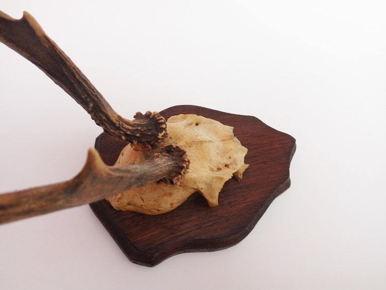 Roe Deer Antlers on Skull NATURAL Taxidermy HOME WALL DECOR