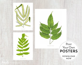 Fern Vintage Art Print Posters — Set of 3 digital download