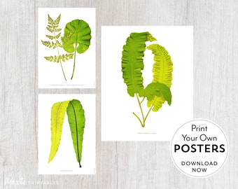 Fern Vintage Art Print Posters — Set of 3 digital download