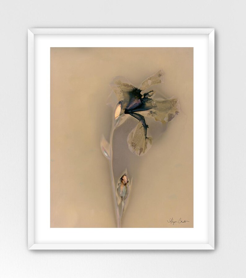 Pu&ograve; includere: Una stampa incorniciata che presenta una raffigurazione eterea e sfocata di un singolo fiore di iris e un bocciolo chiuso su uno sfondo beige tenue. I petali mostrano sottili sfumature di blu e grigio, con una firma visibile nell'angolo in basso a destra.