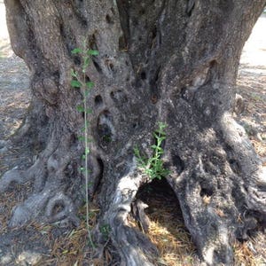 May include: Close-up of the base of a large, gnarled tree trunk with a rough, gray bark. The tree has several knotholes and a small, green plant growing out of one of them. The tree is surrounded by dry, brown leaves.