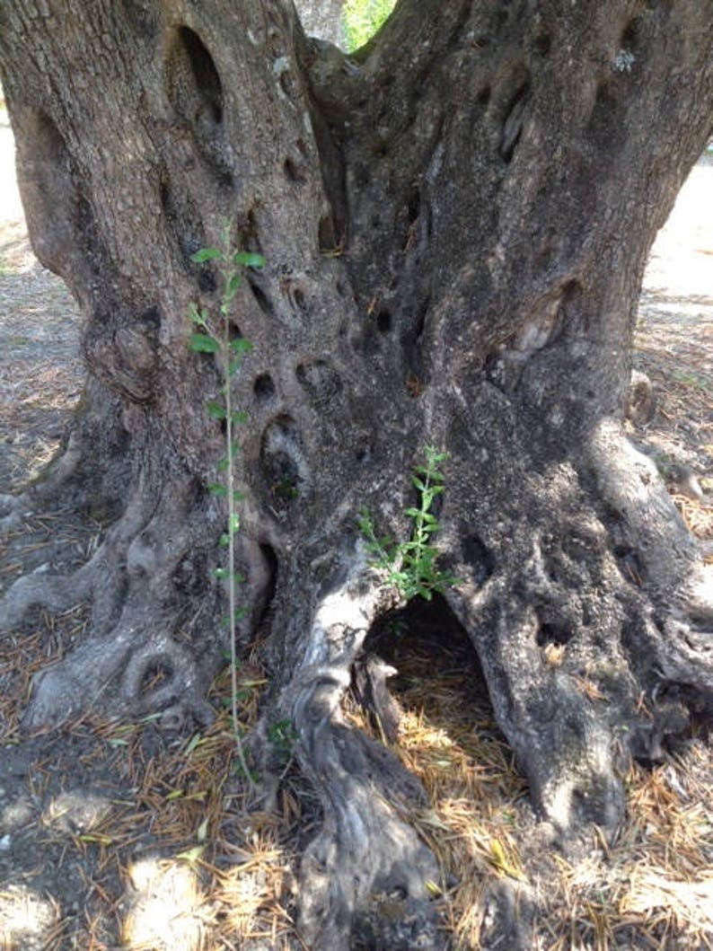 May include: Close-up of the base of a large, gnarled tree trunk with a rough, gray bark. The tree has several knotholes and a small, green plant growing out of one of them. The tree is surrounded by dry, brown leaves.