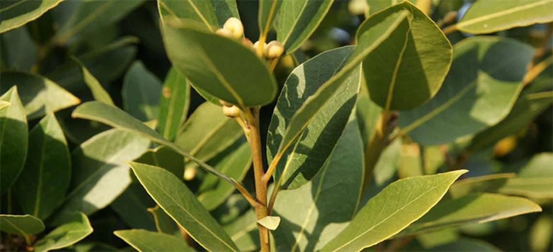 Ground Bay Leaves Grounded Organic Greek Laurel Leaves Laurus Nobilis