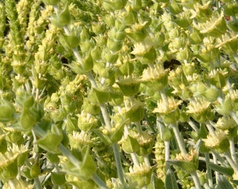 Greek Mountain Tea: Organic Sideritis Ironwort Herbal Tea