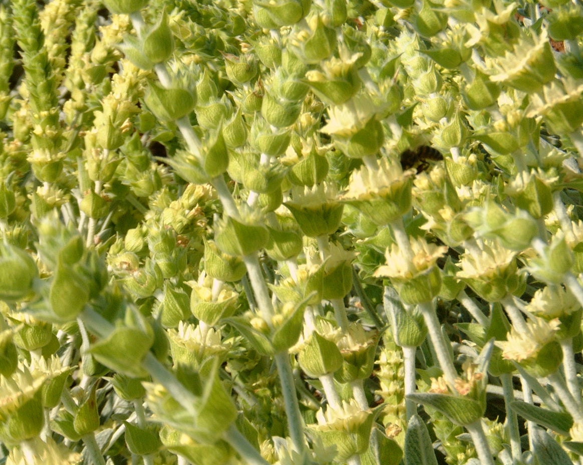 Greek Mountain Tea: Organic Sideritis Ironwort Herbal Tea - Etsy