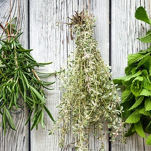 May include: Three bundles of fresh herbs hanging on a white wooden wall. The herbs are rosemary, thyme, and mint.