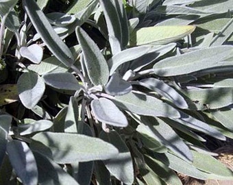 Organic Clary Sage Dry Leaves | Dried Herbal Tea and Seasoning Herb | Fresh Aromatic Sage Leaf | Medicinal Healing Herbs | Witch Wicca Herb