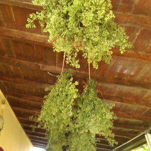 May include: Green leafy herbs hanging from a wooden ceiling, drying in a rustic setting.