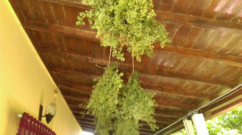 May include: Green leafy herbs hanging from a wooden ceiling, drying in a rustic setting.