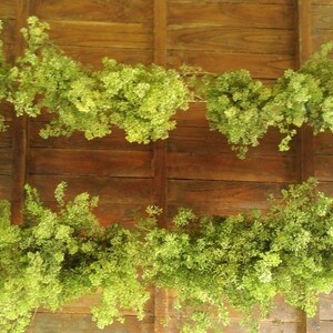 May include: A wooden wall covered in a garland of green leafy vines. The vines are arranged in a horizontal pattern, creating a natural and rustic look.
