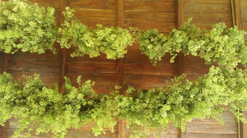 May include: A wooden wall covered in a garland of green leafy vines. The vines are arranged in a horizontal pattern, creating a natural and rustic look.