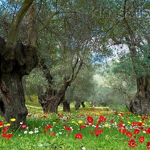 May include: A grove of olive trees with gnarled trunks and green leaves. The ground is covered in a carpet of wildflowers, including red anemones, yellow dandelions, and white daisies.