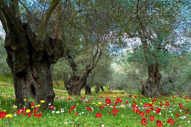 May include: A grove of olive trees with gnarled trunks and green leaves. The ground is covered in a carpet of wildflowers, including red anemones, yellow dandelions, and white daisies.