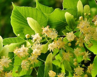 Linden Tea Organic - Greek Tilio Herbal Tea Flowers - Flamouri - Tilia Cordata - Herbal Linden Tea - Tilios - Τίλιο - 30gr