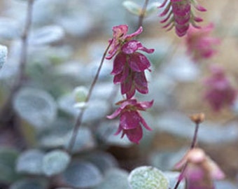 Dried Dittany of Crete | Organic Cretan Dittany | Hop Marjoram | Origanum Dictamnus | δίκταμο | Witches Herb | Crete Herb | Dry Cretan Herb