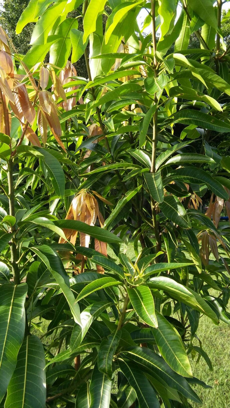 25Fresh Mango Leafs Leaves Organically Grown Organic Herb image 3