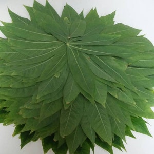 Fresh Cassava Leaves, 1lb