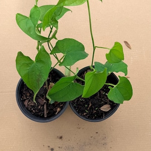 Yamswurzelpflanzen, Weiße Ghana-Yamswurzel, Afrikanische Yamswurzel-Setzlinge, Frische Weiße Ghana-Yamswurzelpflanzen, Afrikanische Yamswurzel-Dioscorea