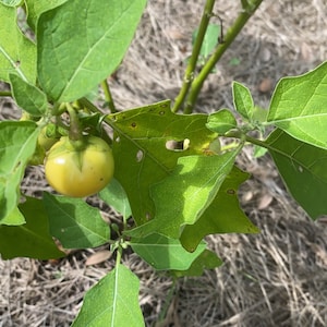 Rare Liberian Bitter Ball Seeds, African Eggplant, Garden Eggs