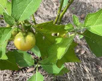 Rare Liberian Bitter Ball Seeds, African Eggplant, Garden Eggs