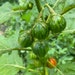 see more listings in the African Eggplant Seeds  section