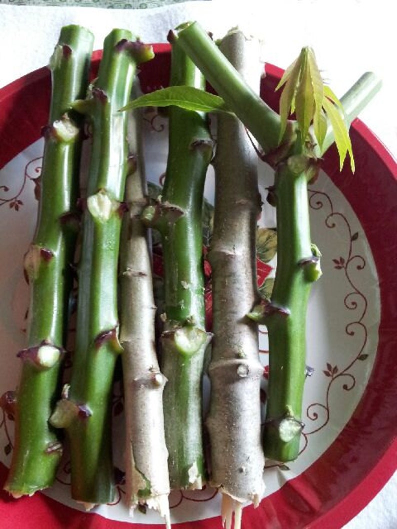Manihot esculenta Sweet Edible Cassava Yuca Stem Cutting