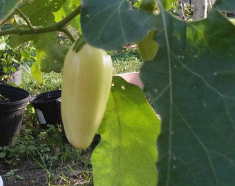 Aubergine, Solanum Melongena,Ghana Eggplant Seeds, Garden Eggs, African Eggplant, Guinea Squash, Rare Seeds