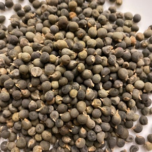 Okra or Okro , Abelmoschus esculentus, Authentic Nigerian Okra, 25 seeds