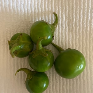 Bitterball, garden eggs Garden Eggs, Mock Tomato, ngogwe, onyanya chungu. 25 Seeds.