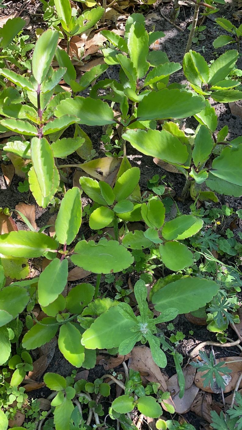 Leaf Of Life, RARE KALANCHOE PINNATA. Miracle leaf, Air plants Bryophyllum Pinnatum 4 to 6 plant 画像 1