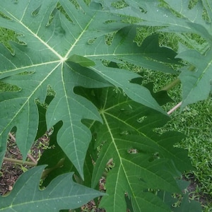 Fresh Papaya Leaves Organically Grown