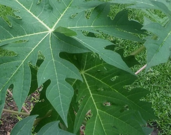Fresh Papaya Leaves Organically Grown, 2.5 oz