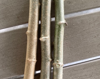 3 Cassava Cuttings  limited Quantities. Small to medium Cuttings